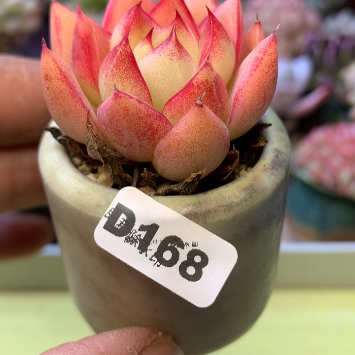 D168一物一拍带盆