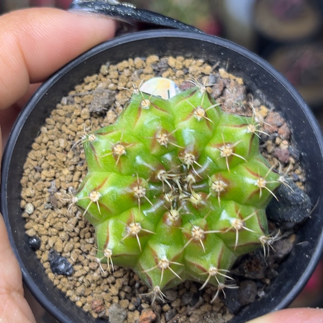 752 轮回实生 带盆土福利