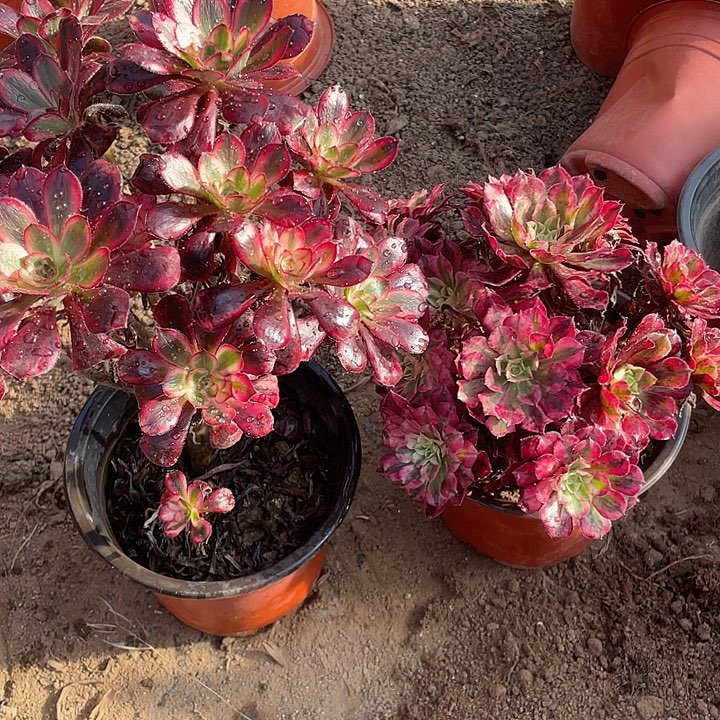 香奈儿➕红铜白脱土裸根