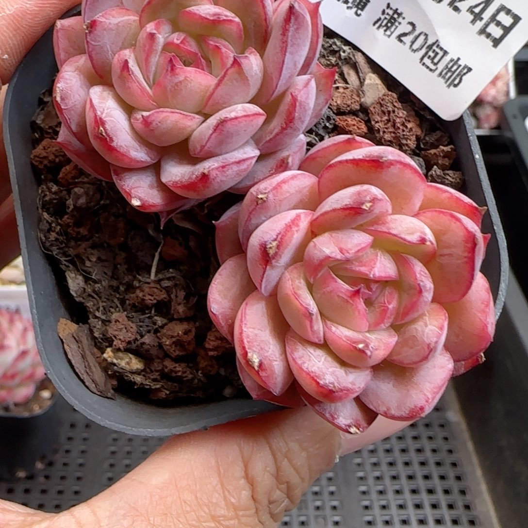 花语逸境0124-395希纳优选