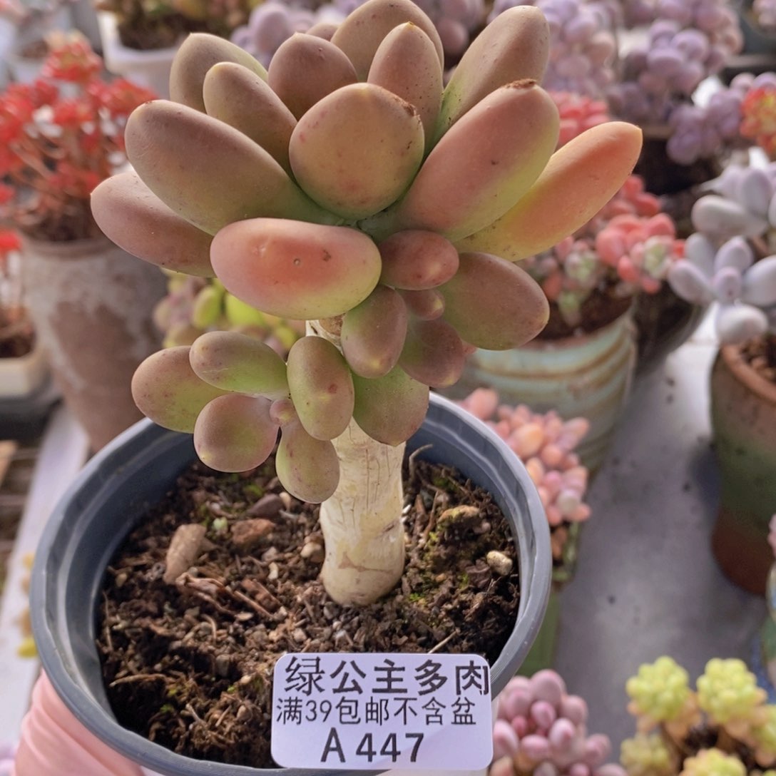 芒果奶树447多肉植物