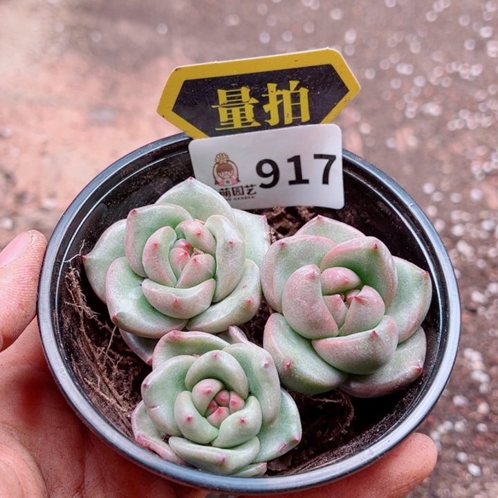 多肉植物多肉植物