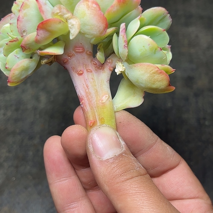 _***3多肉植物碧桃缀化