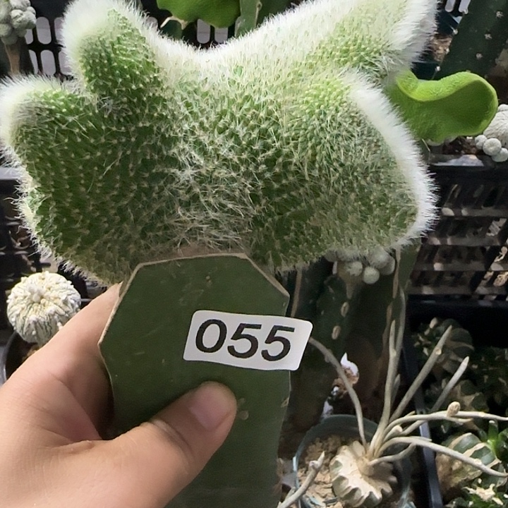 只***生无花朵嫁接九尾狐缀055