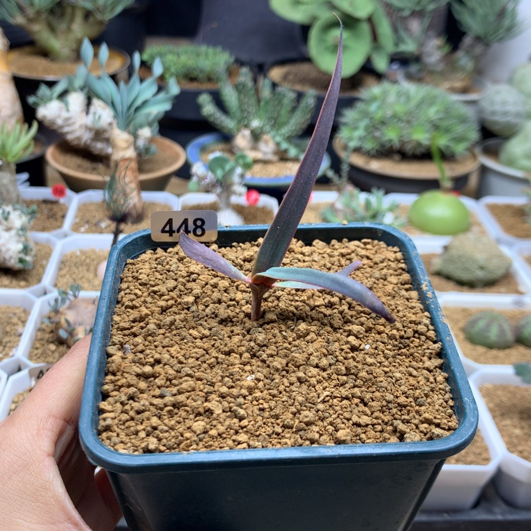 百岁兰实生带盆448