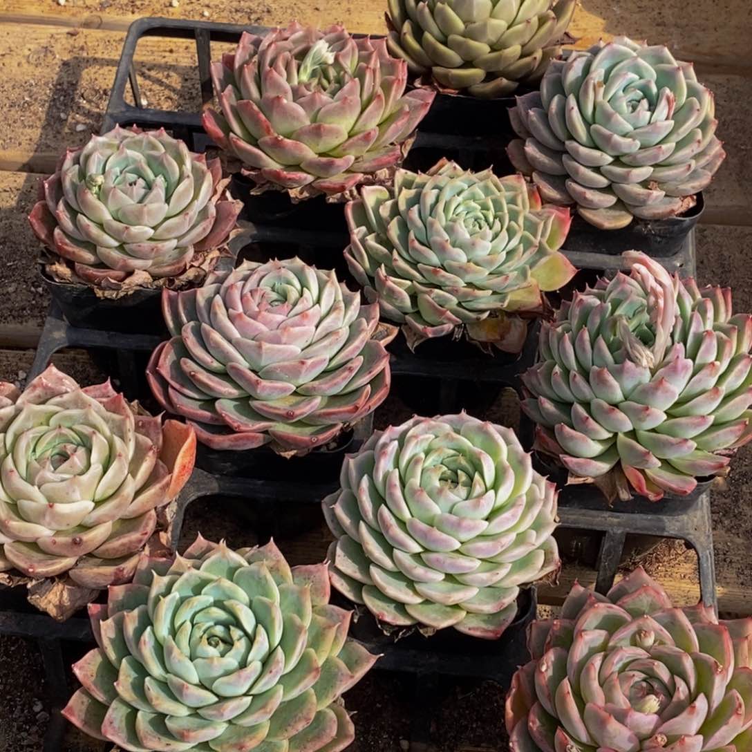 033多肉植物保护研究所所长