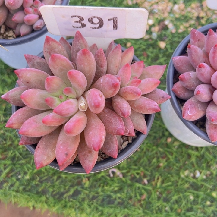 健健康康平平安安