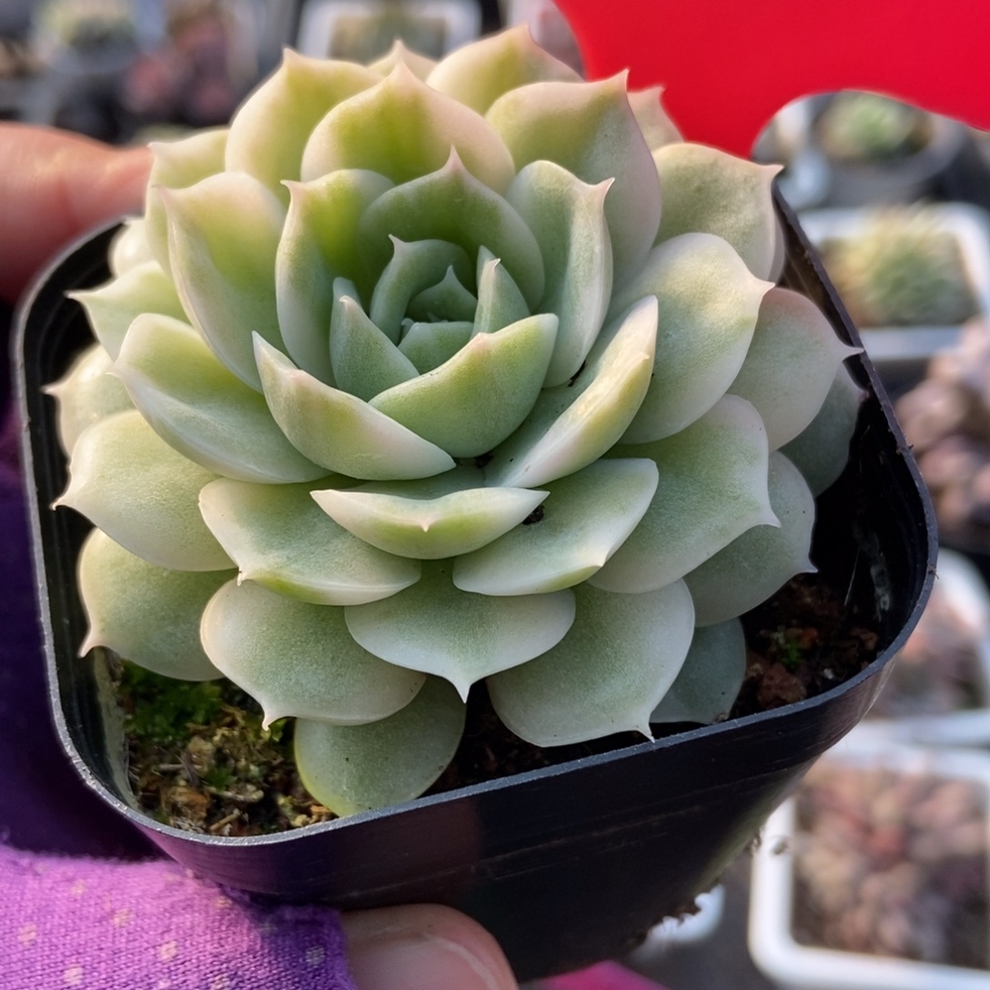 135盎司诺锦多肉植物