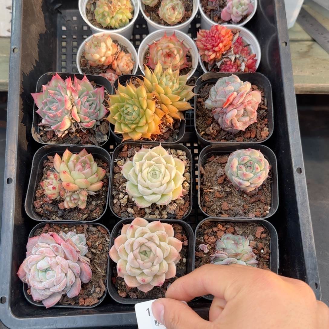 框拍框拍框0210-11