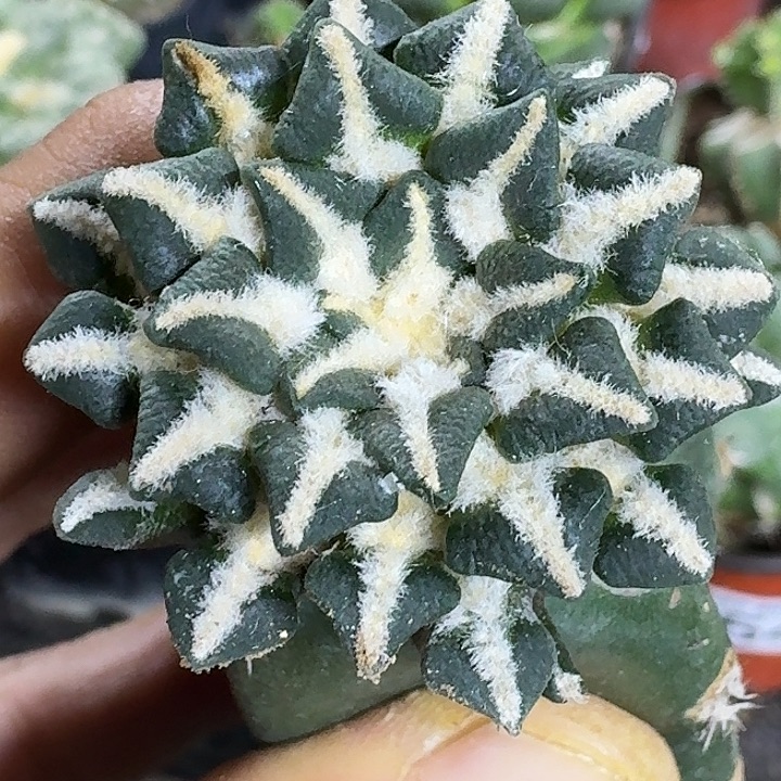 无花朵苗接姬牡丹551