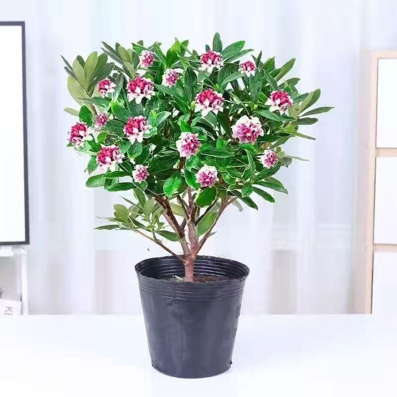 三十九点九浓香型带花苞耐寒金边瑞香花卉盆栽室内外好养