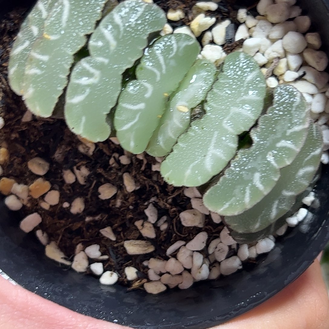 实生玉扇十二卷多肉植物满