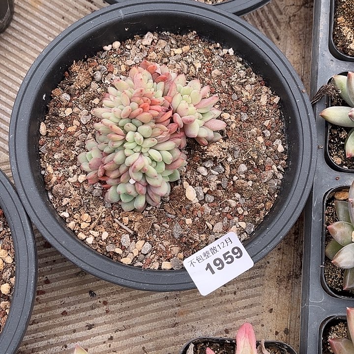 阿雅园艺。     1959爱丽儿缀