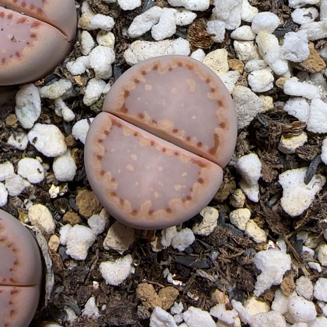 12.6.171饼干.9010尺寸1.7cm