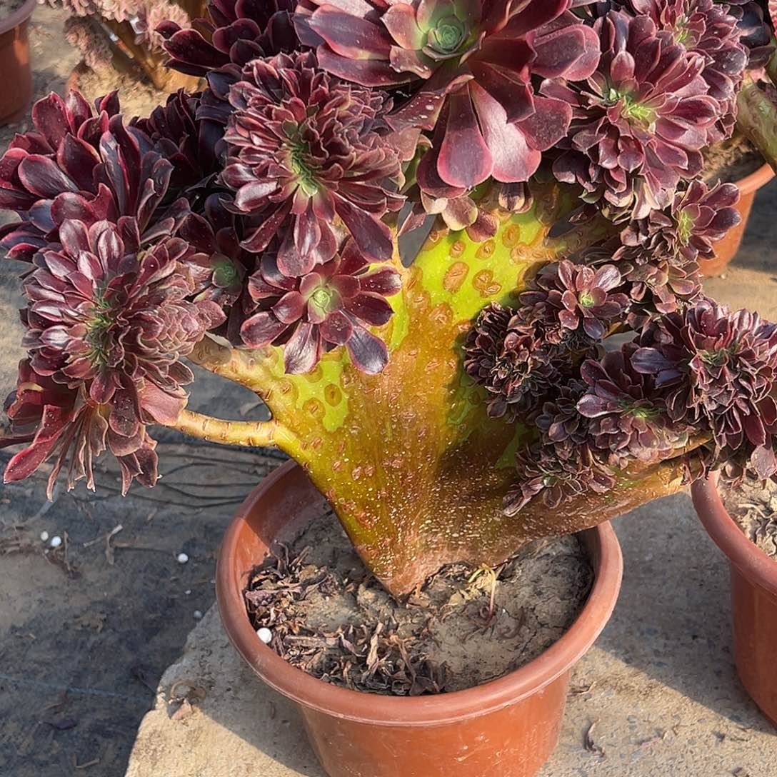 欧嘉莉缀化脱土发货