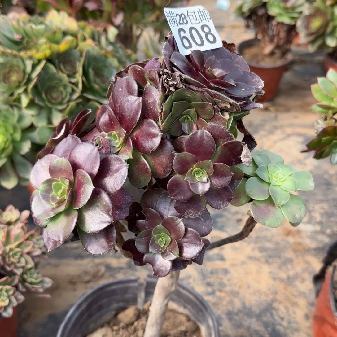 红玫瑰多肉608满28包邮断枝不包瑕疵