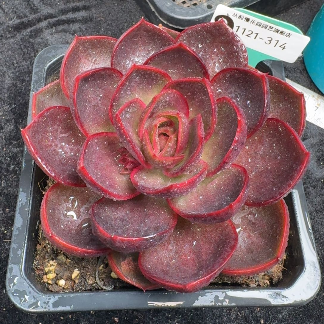 从前慢多肉精选编号1121.314