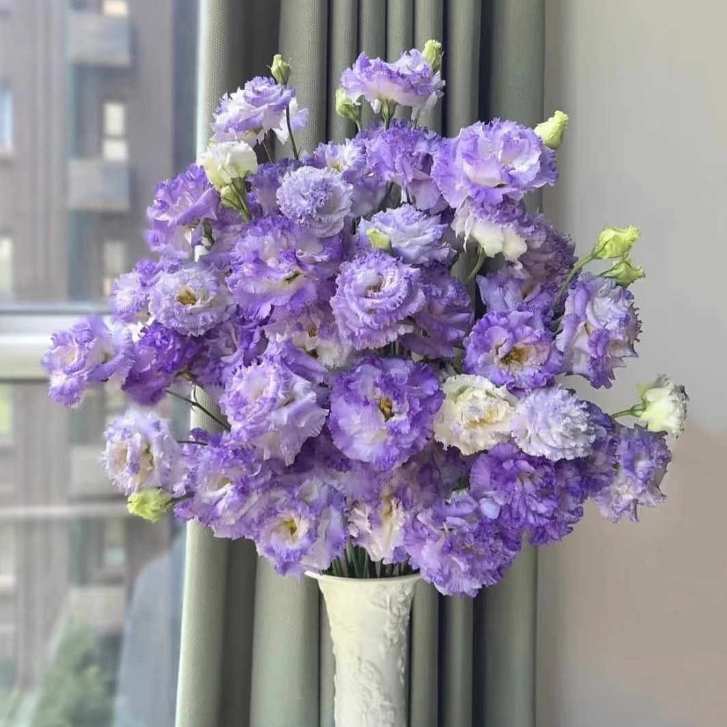 【洋桔梗】小扎  今日下单明日送达 生活鲜切花同城批发直播