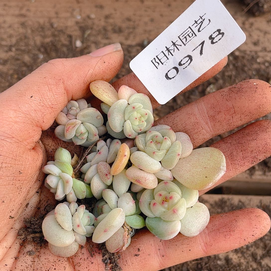 多肉植物多肉植物978