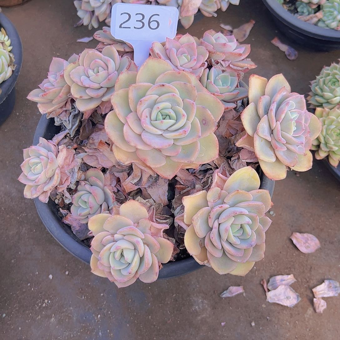 秋*歌236不知名40。。。。