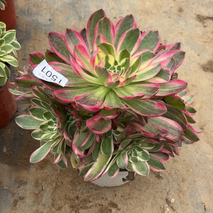 孔雀翎多肉法师1501