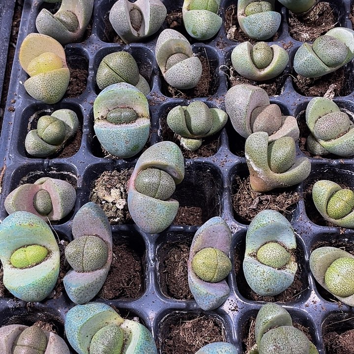 小元宝1元带土发货