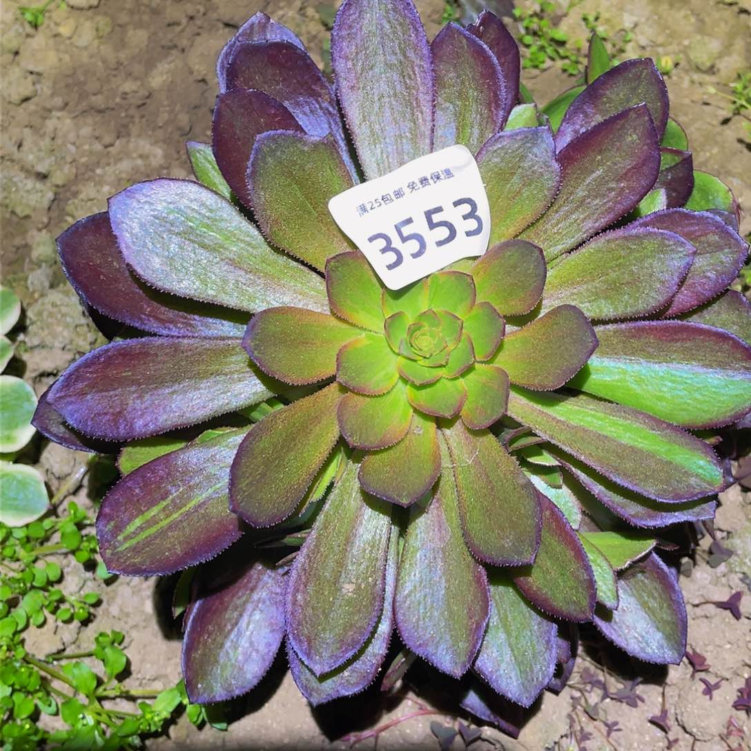 3553花无缺多肉植物