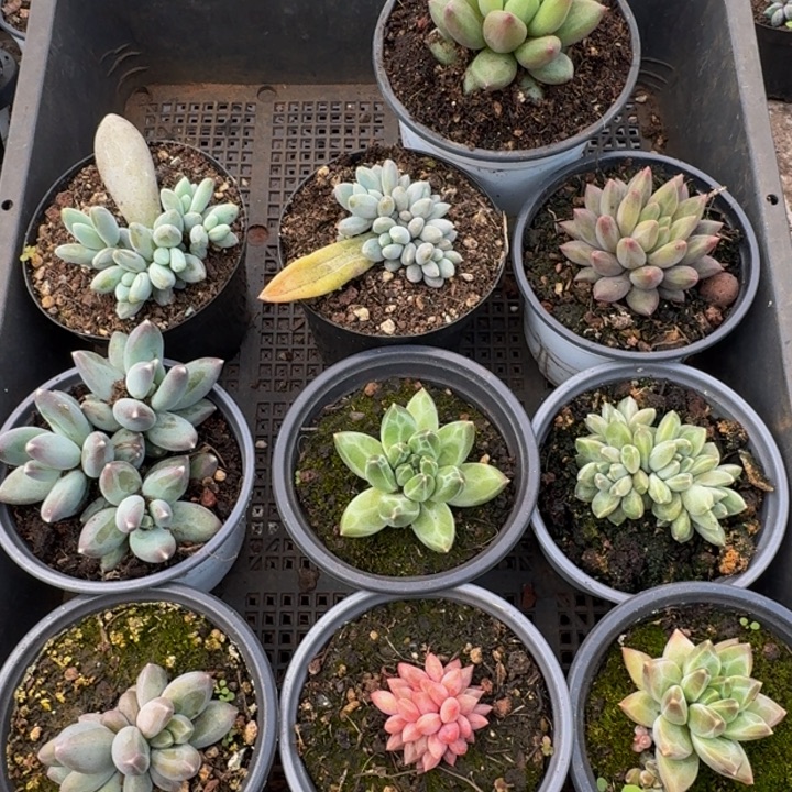 2564多肉植物一物一拍