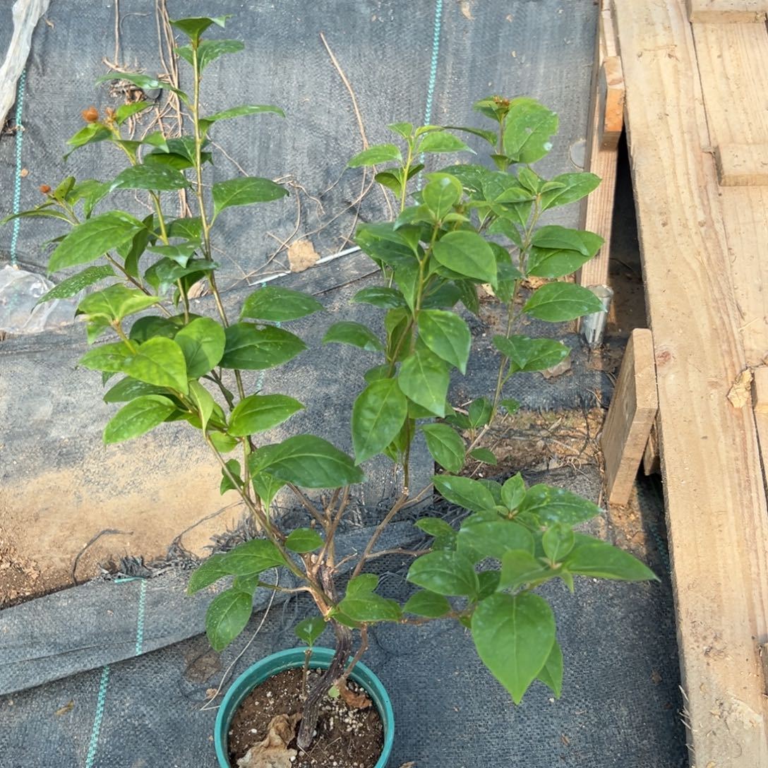 无花朵【27号苏瓦娜一棵】随机发货福利款不售后