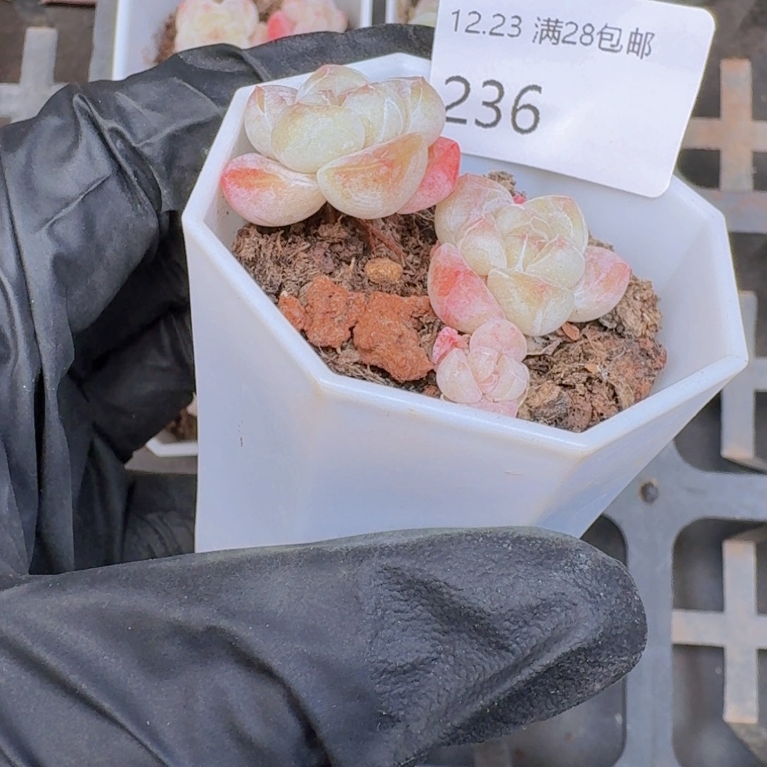 冰玉3头一颗脱土发货的