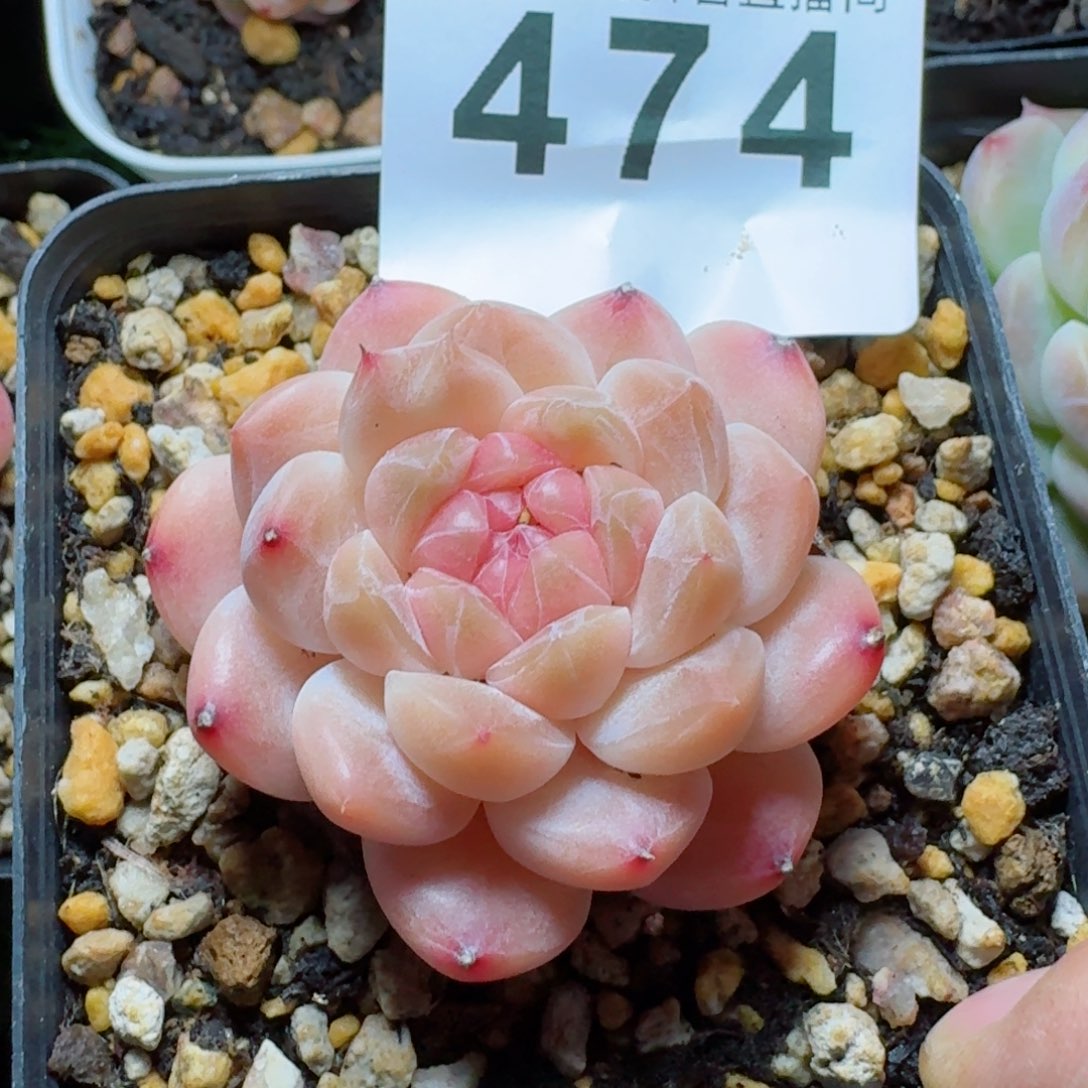 抹茶冰魄         精品多肉