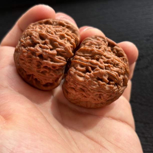 白狮子文玩核桃 43大尺寸，全品无修，红皮毕业对。