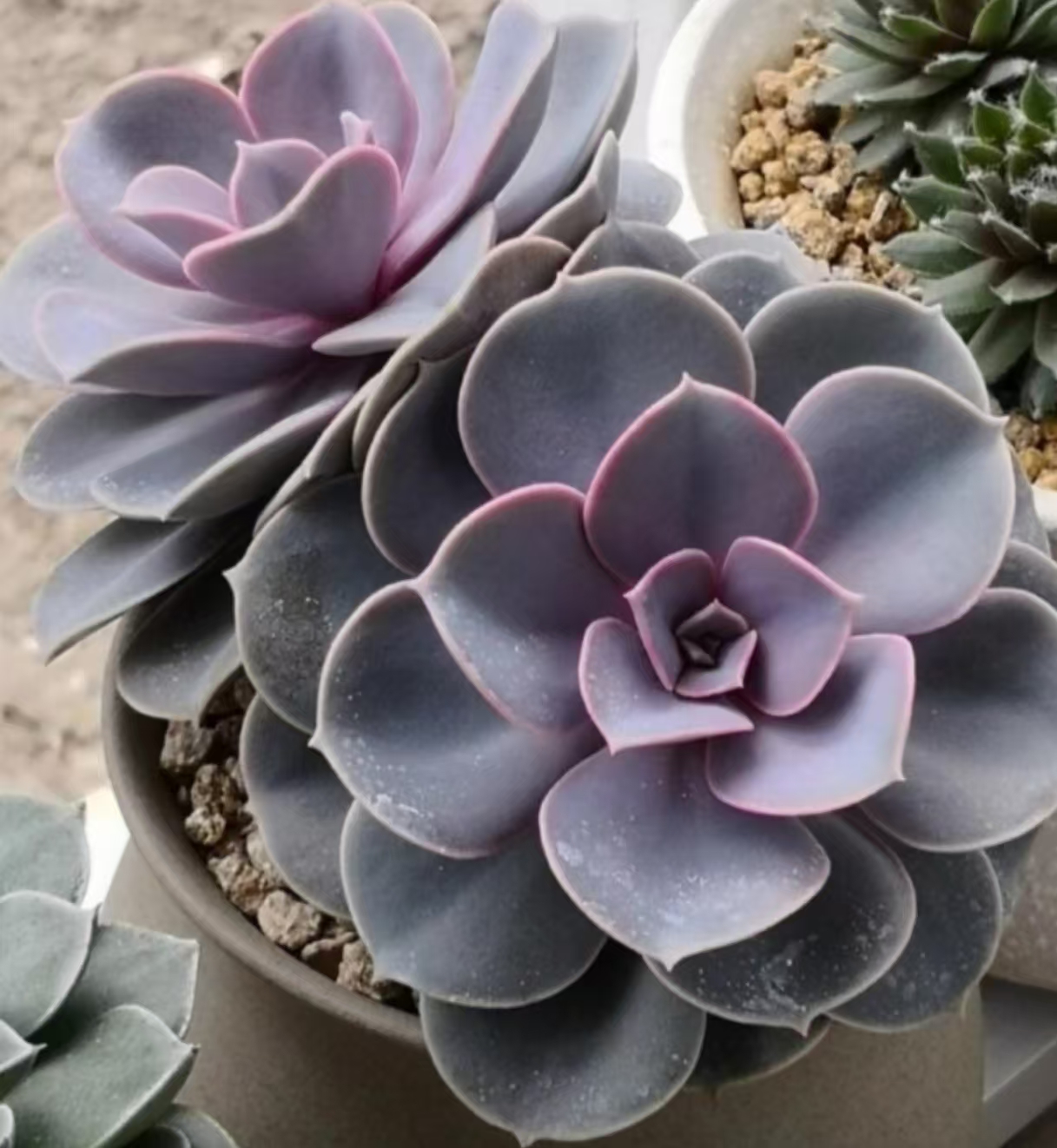 1号棚紫珍珠拍一发二好种好养 云南昆明发货 云南昆明发货