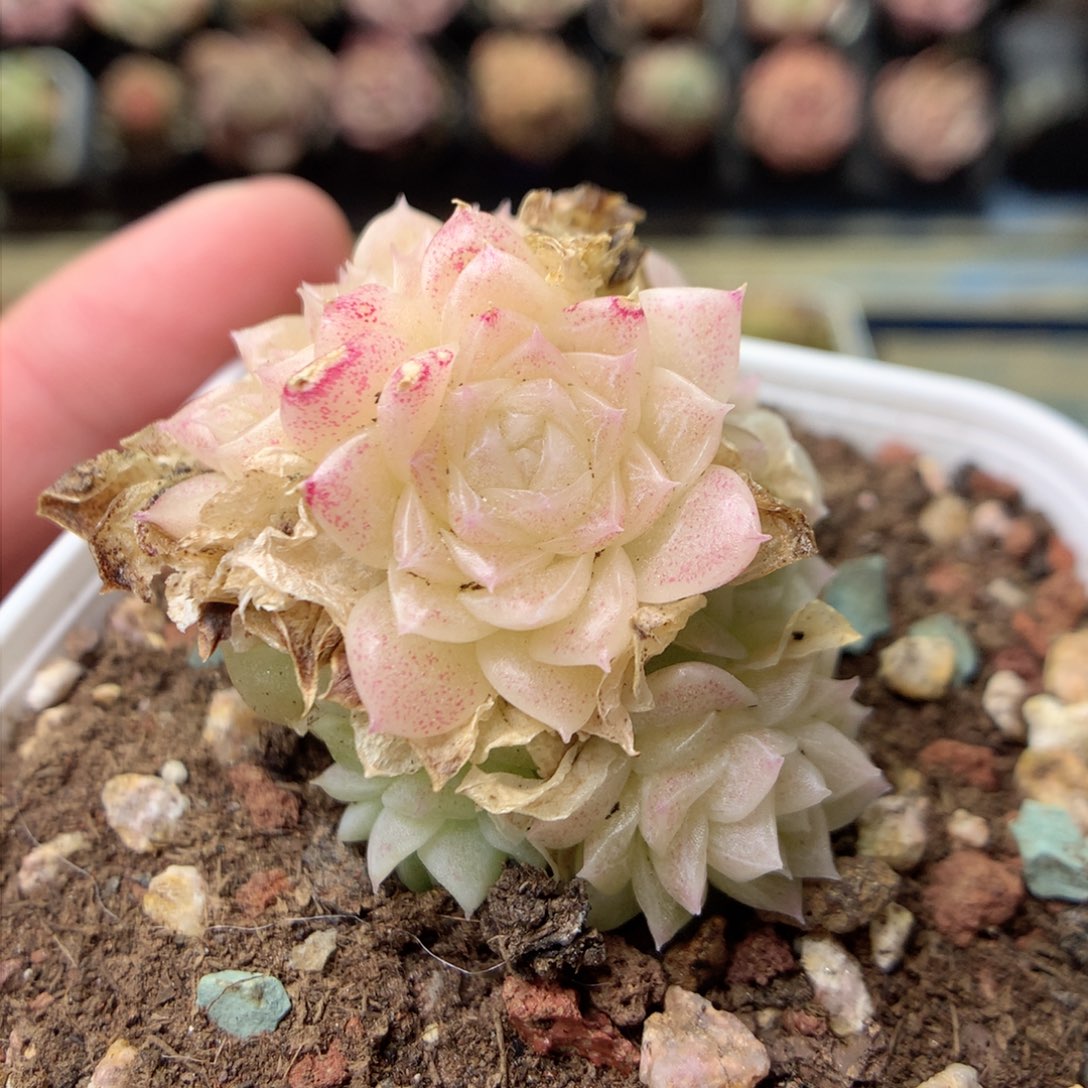 F183珠光冰透珍妮麦杆群