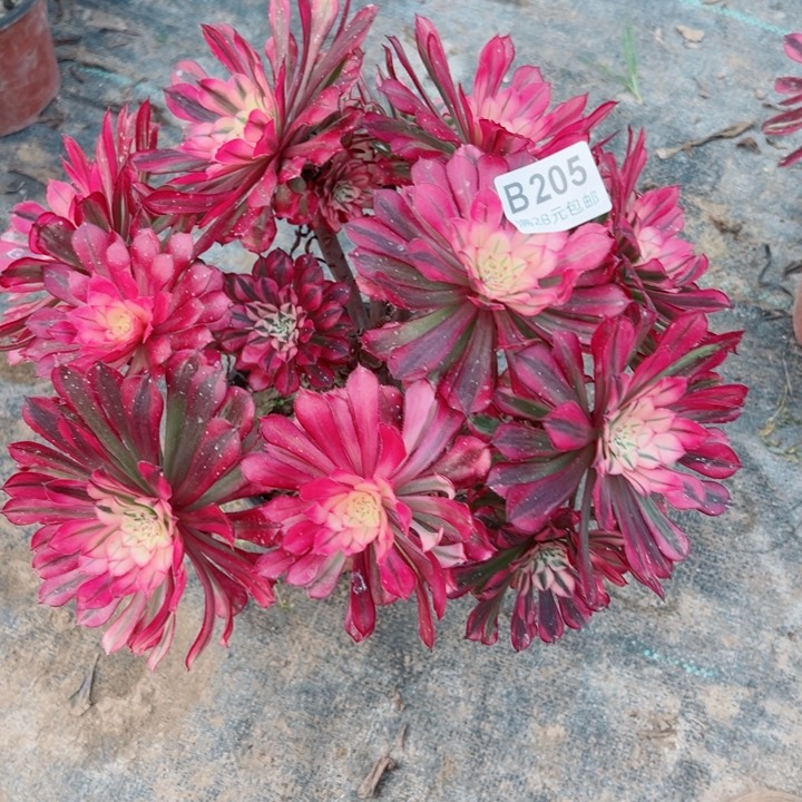 205铜鼓锦多肉植物