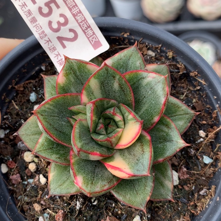 麒麟座锦多肉植物