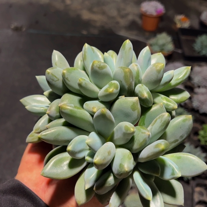 胖体哥特萝莉整装