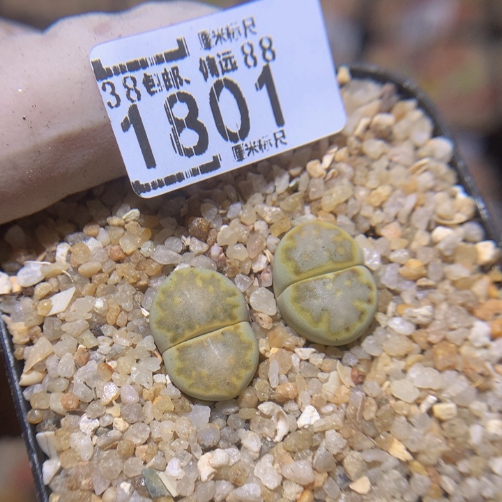 Zzz精品生石花1801