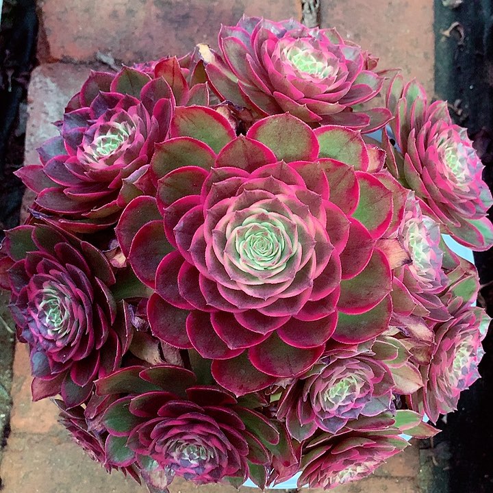 粉花妖啊啊啊啊啊啊