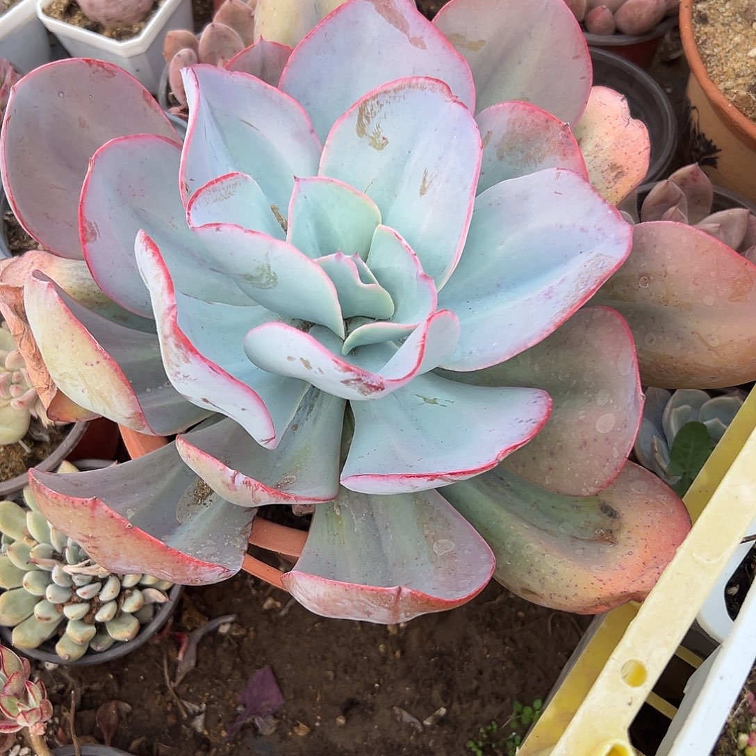 布鲁克林蓝多肉植物