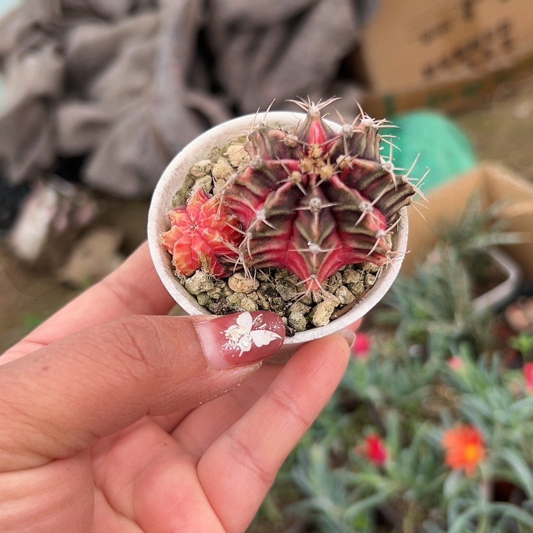 多肉植物多肉植物