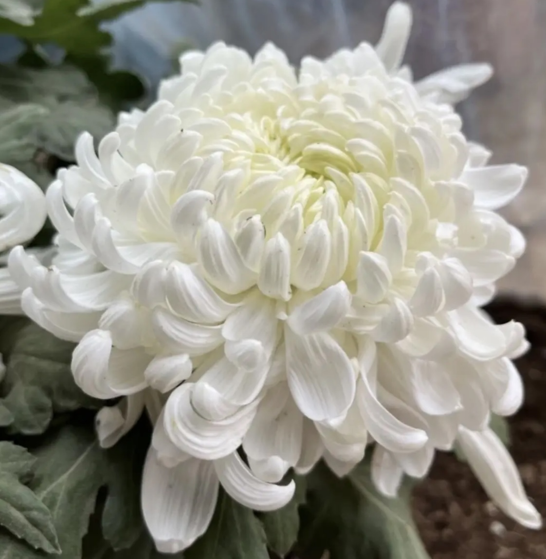 【白绣球】超大花菊花盆栽大花多年生耐寒好养绿植花卉带花苞发货