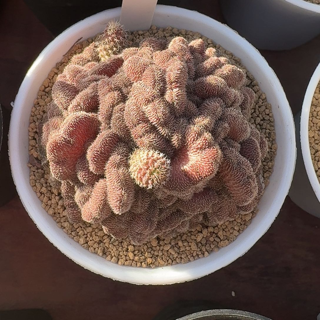 102号红檀缀仙人球