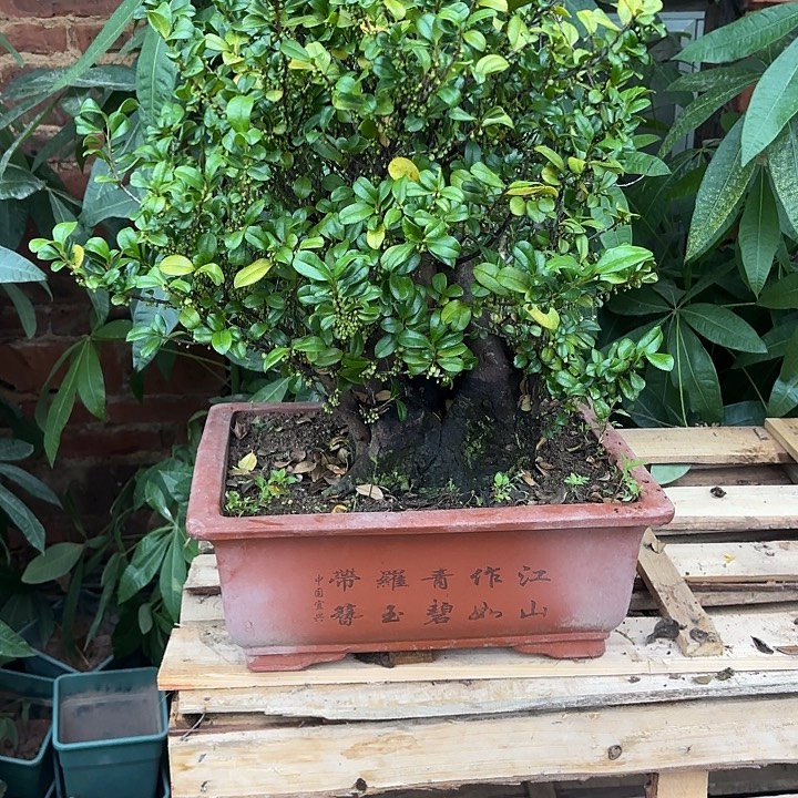 潮***无花朵哈哈哈哈哈