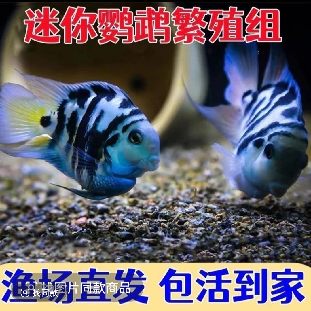 巨型宝蓝色迷你鹦鹉种鱼包生款8.5cm一窝能生500多，和生命力极强。