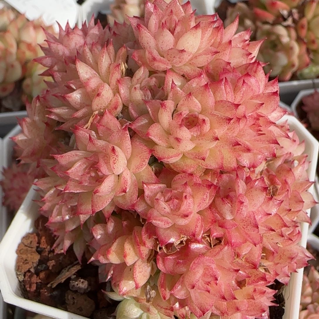 花语逸境0221-418散