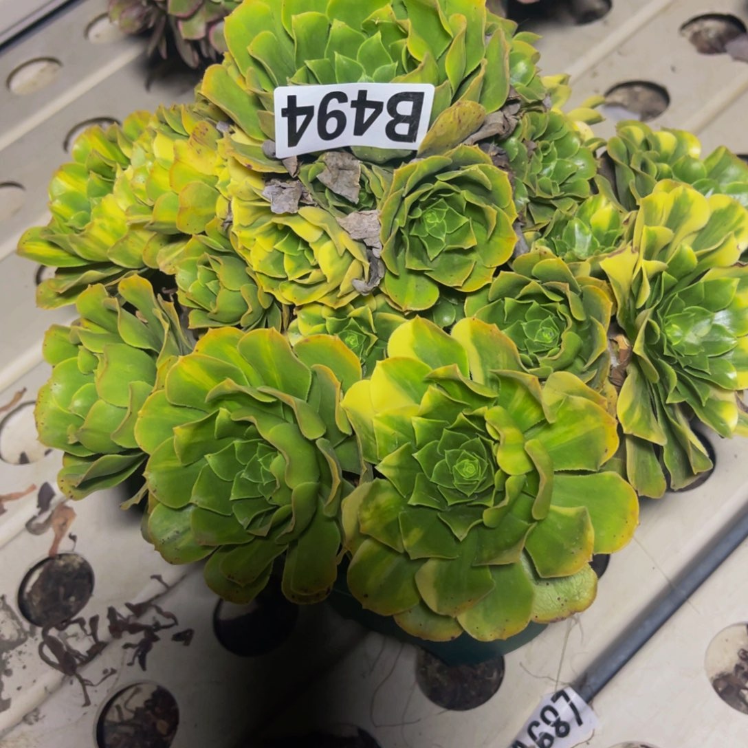 五色琉璃7///////46包邮邮