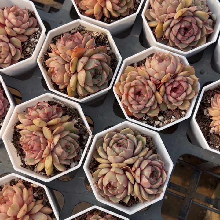 苯巴蒂斯群一颗量拍多肉满20包邮下午发