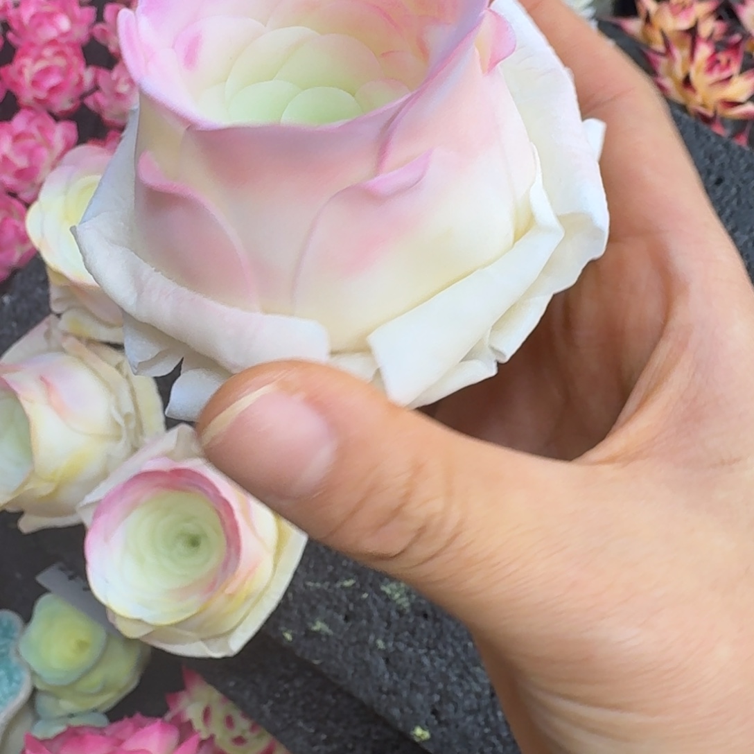 树脂23号哦哦哦哦哦哦哦