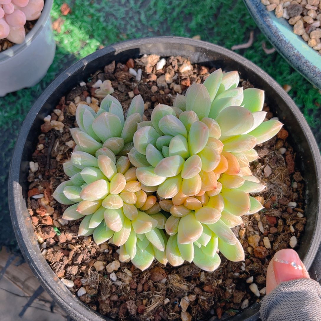 百搭翡翠tu tu tu tu多肉